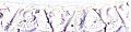 **-Broderie Anglais Frilled 35mm :: White-** ##-Essential Trimmings ET235-WHT-##