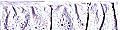 **-Broderie Anglais Frilled 50mm :: White-** ##-Essential Trimmings ET236-WHT-##