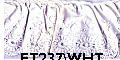 **-Broderie Anglais Frilled 75mm :: White-** ##-Essential Trimmings ET237-WHT-##
