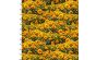 <strong>Cotton Craft Fabric 110cm wide x 1m C'est Magnifique Collection-Fields Of Gold</strong> <em>Sewing Online 22924-YLW</em>