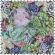 <strong>Pincushion: Succulent: Succulence</strong> <em>Hobby Gift PCSUC-532</em>