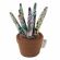 <strong>Pincushion: Succulent: Succulence</strong> <em>Hobby Gift PCSUC-532</em>